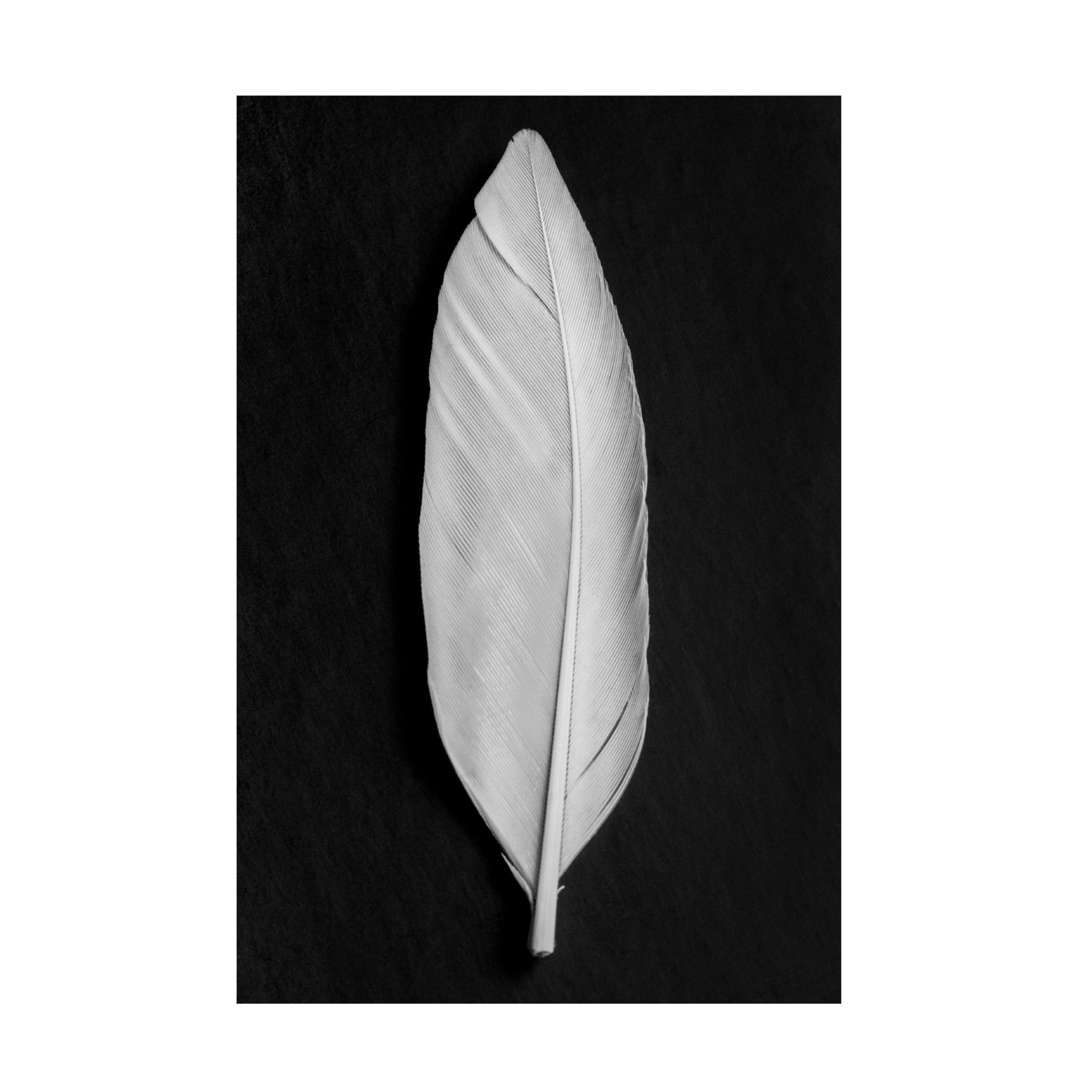 Pictufy Studio III 'Feather 8' Canvas Art - 30 x 47 Inches