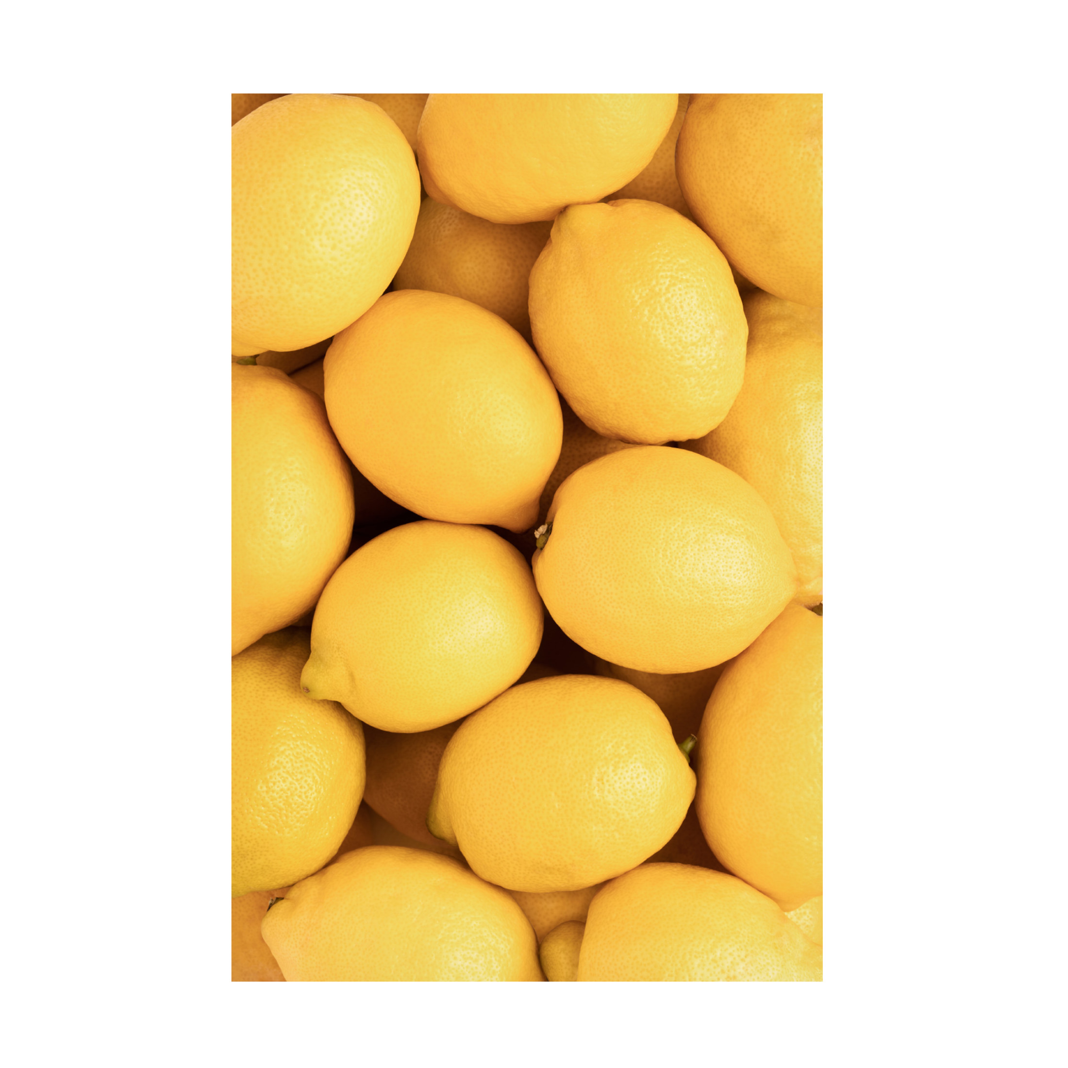 Pictufy Studio III 'Lemons 3' Canvas Art - 12 x 19 Inches