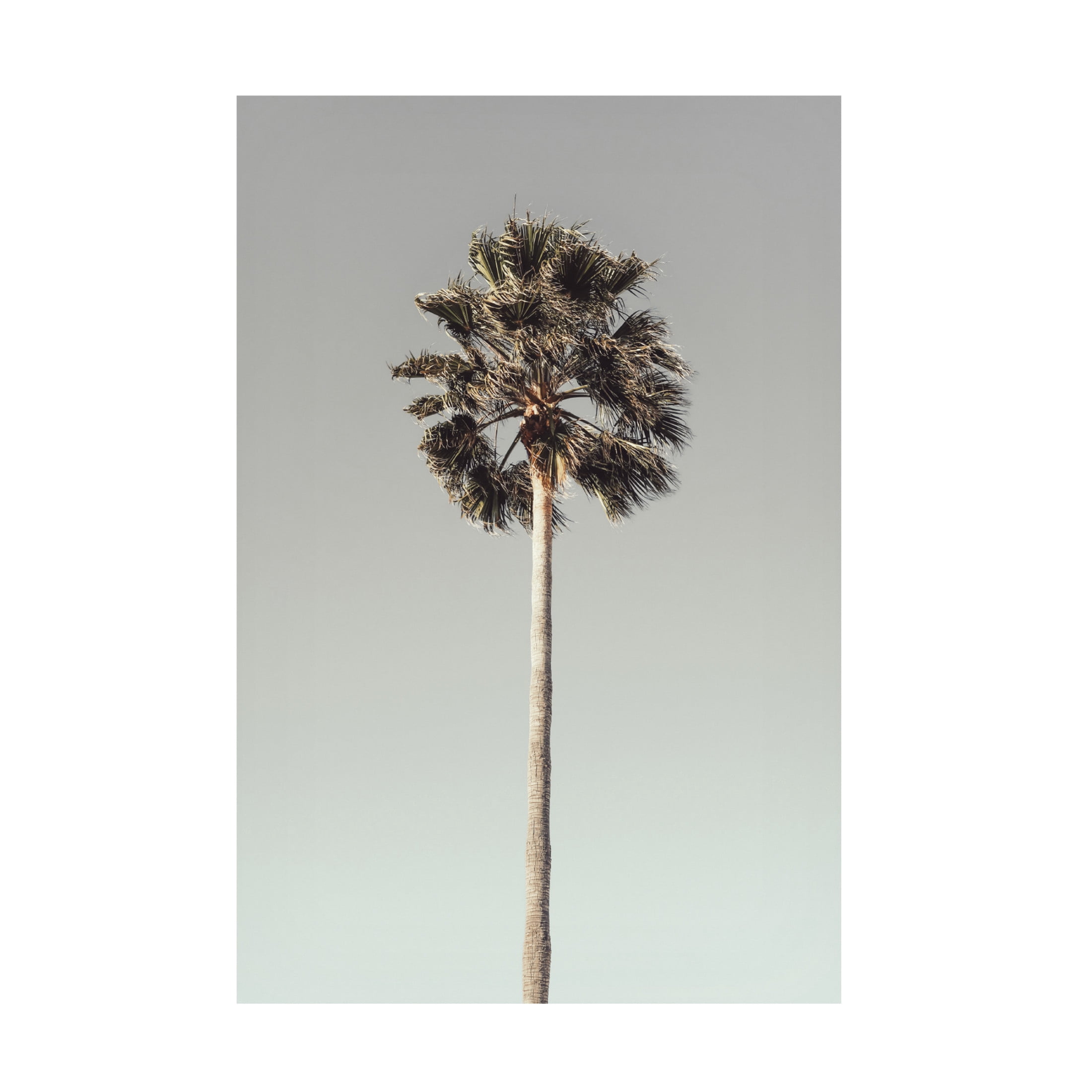 Pictufy Studio III 'Palm 1' Canvas Art - 30 x 47 Inches