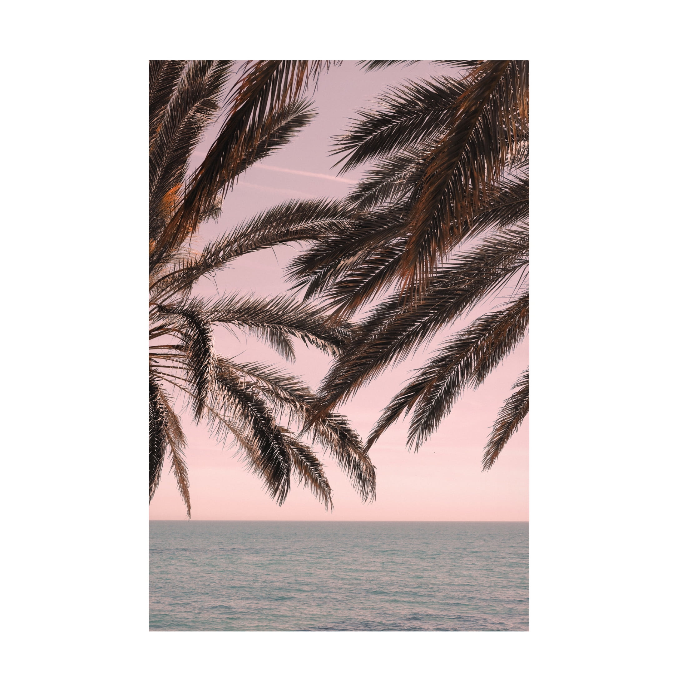 Pictufy Studio III 'Palm 11' Canvas Art - 22 x 32 Inches