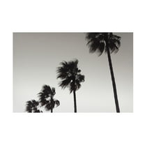 Pictufy Studio III 'Palm 4' Canvas Art - 19 x 12 Inches
