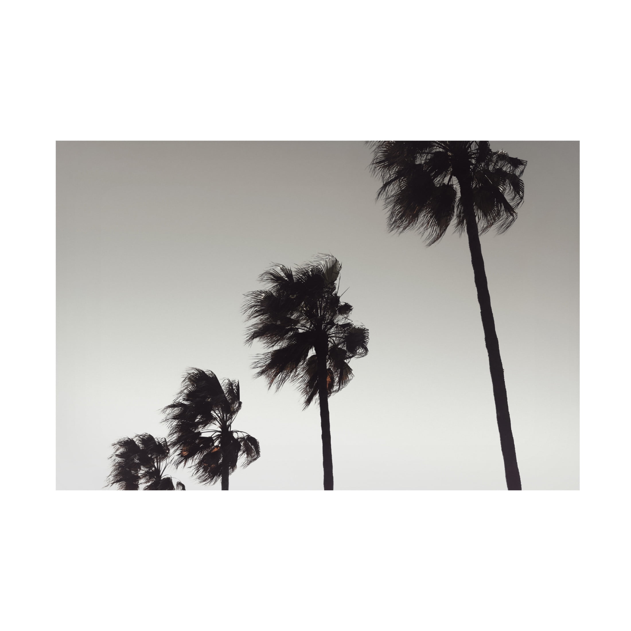 Pictufy Studio III 'Palm 4' Canvas Art - 32 x 22 Inches