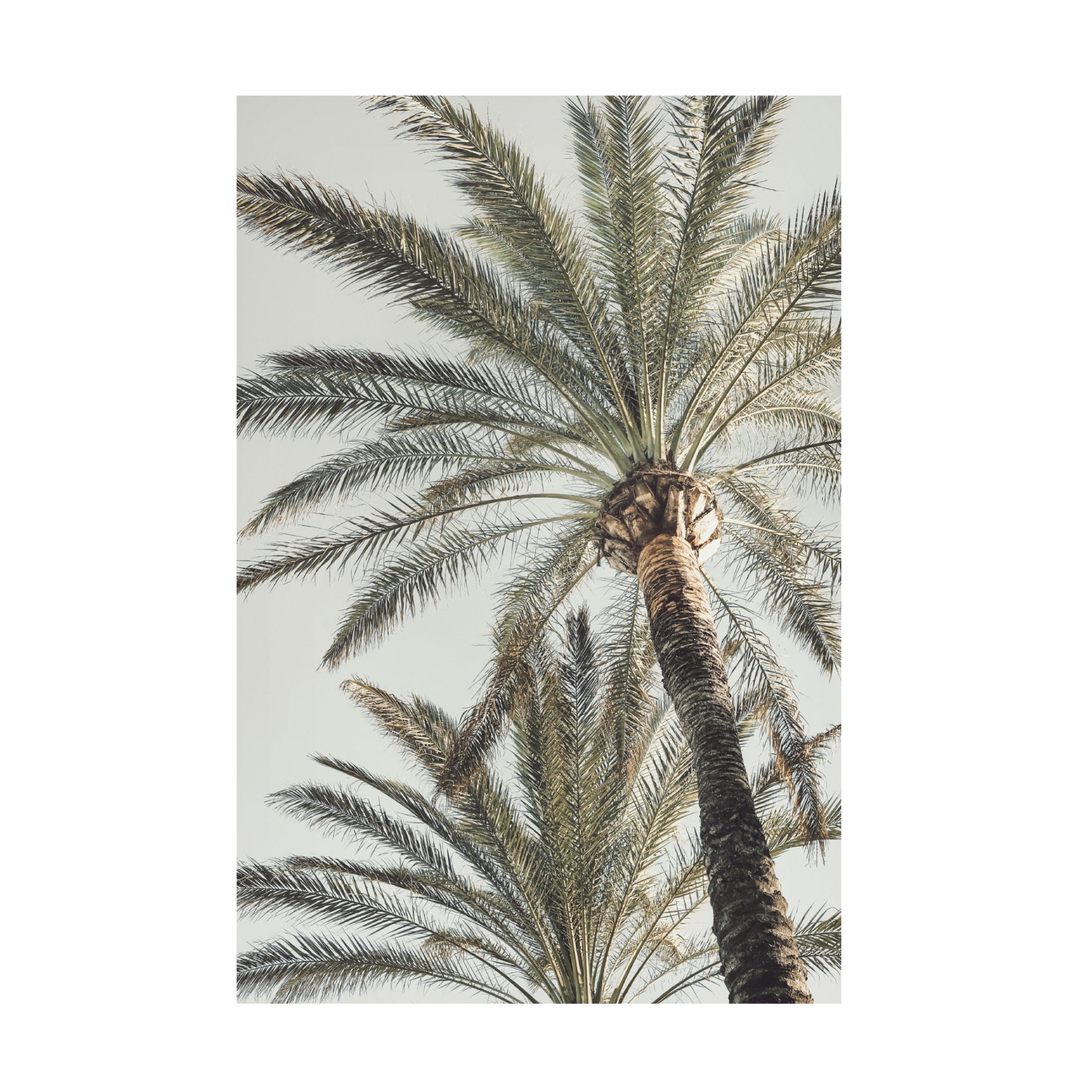 Pictufy Studio III 'Palm 5' Canvas Art - 12 x 19 Inches