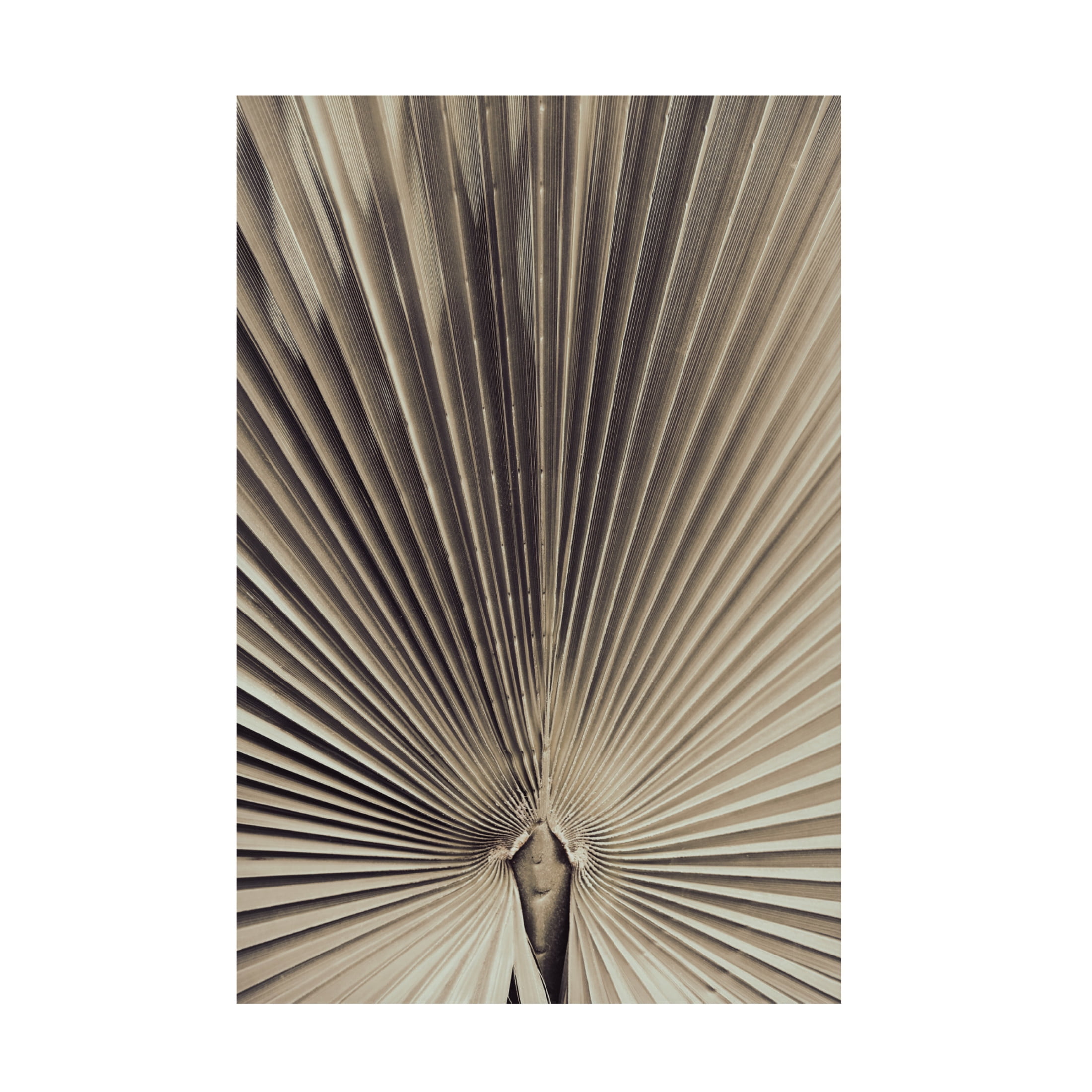 Pictufy Studio III 'Palmblad 1' Canvas Art - 30 x 47 Inches