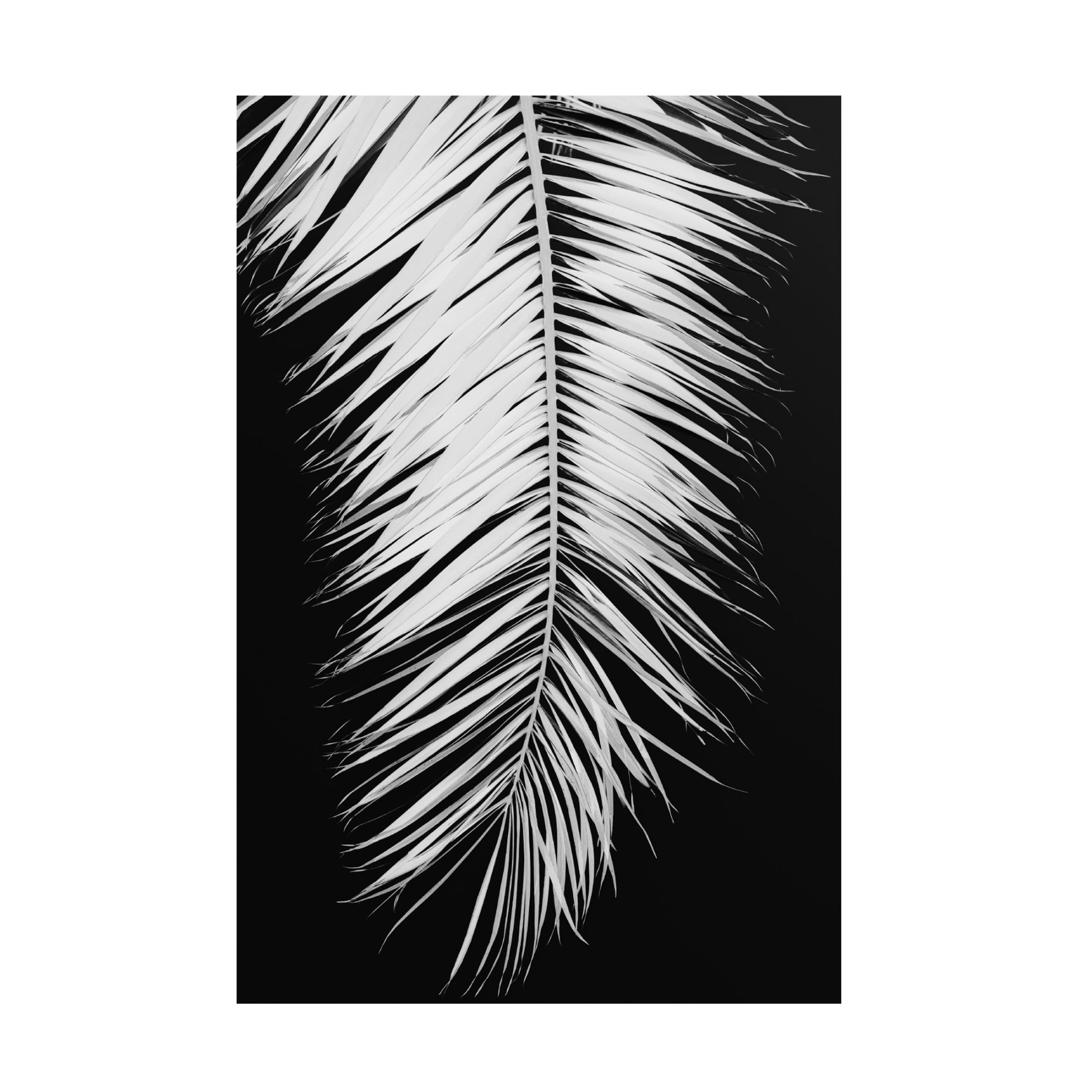 Pictufy Studio III 'Palmblad 4' Canvas Art - 22 x 32 Inches