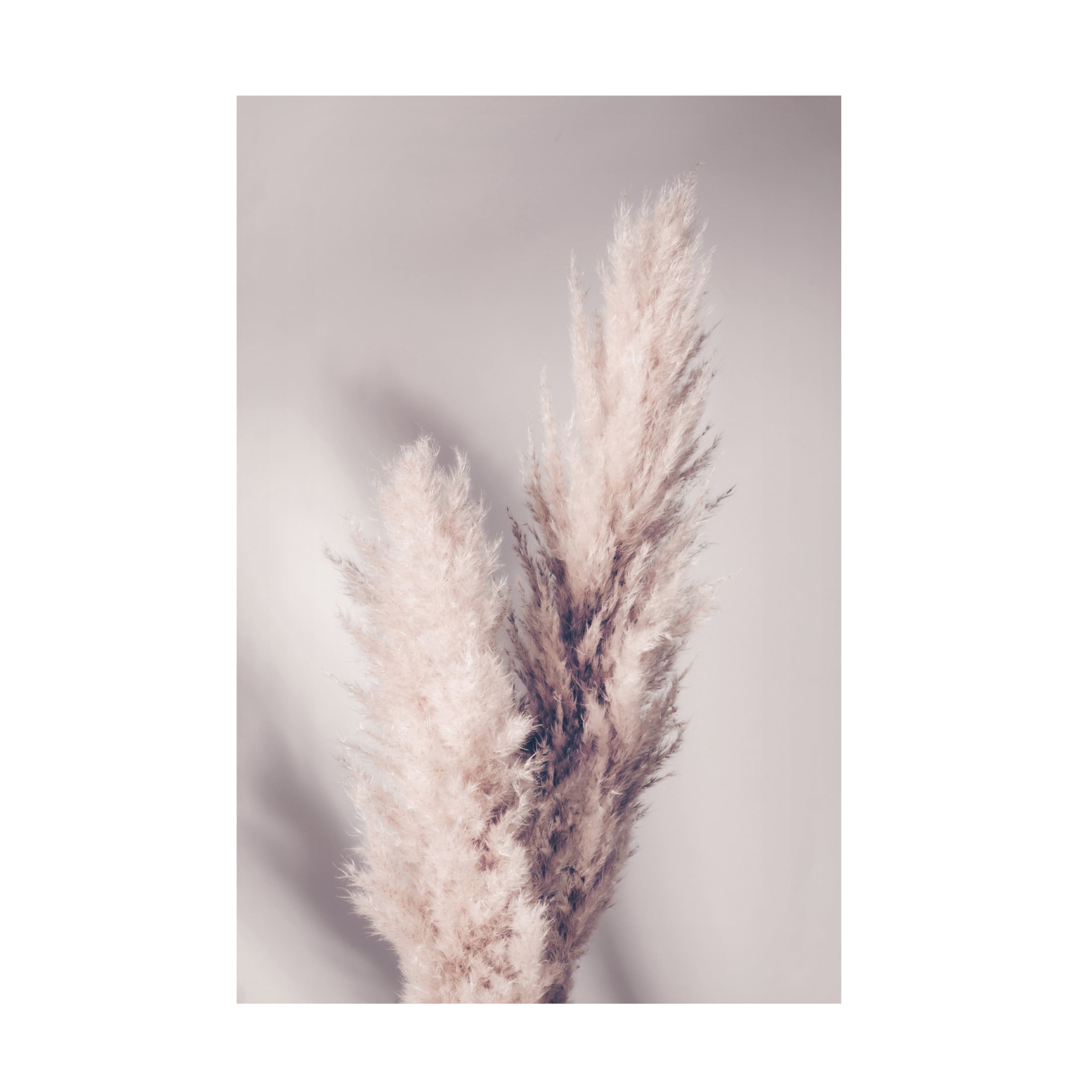 Pictufy Studio III 'Pampas Grass' Canvas Art - 12 x 19 Inches