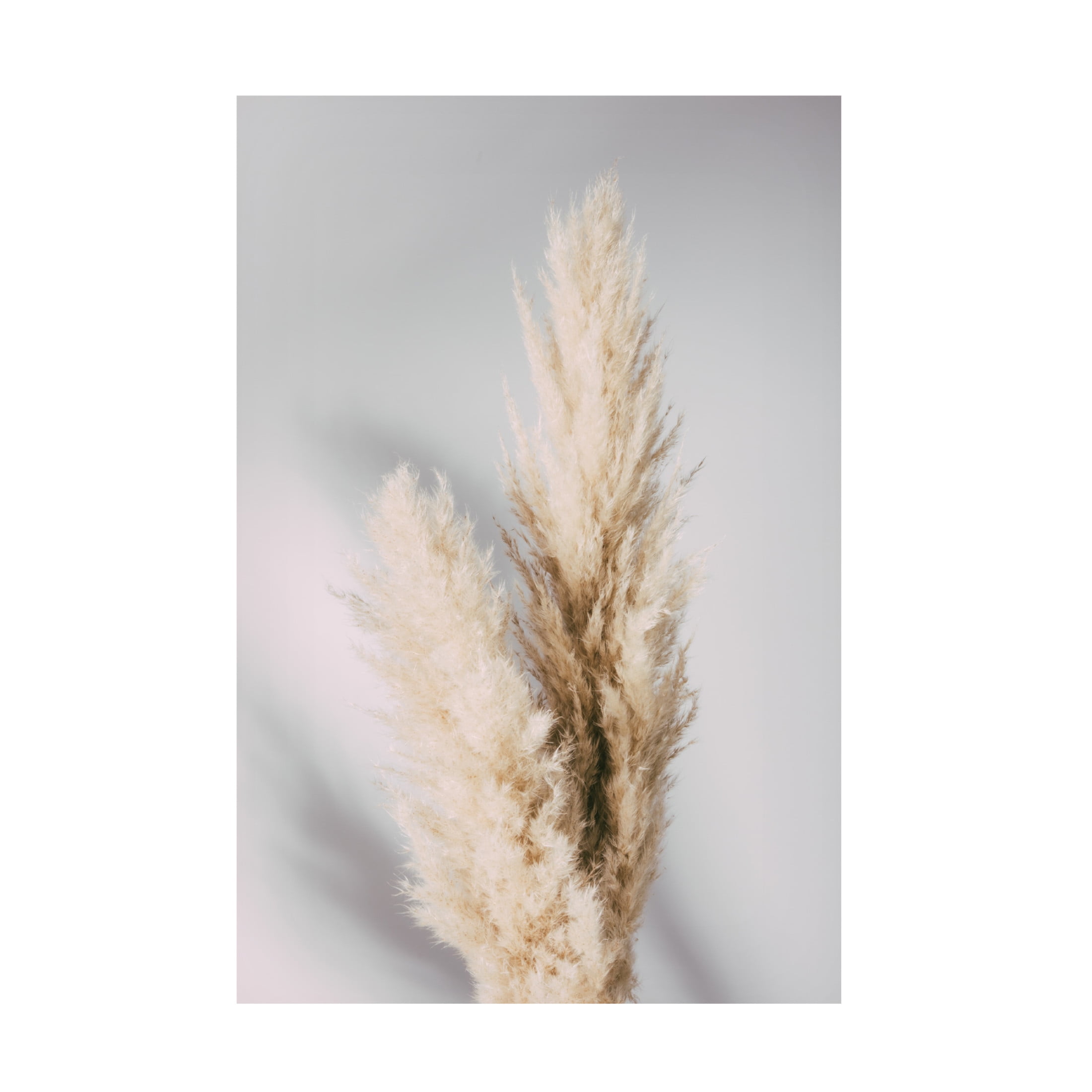 Pictufy Studio III 'Pampas Grass Grey' Canvas Art - 30 x 47 Inches