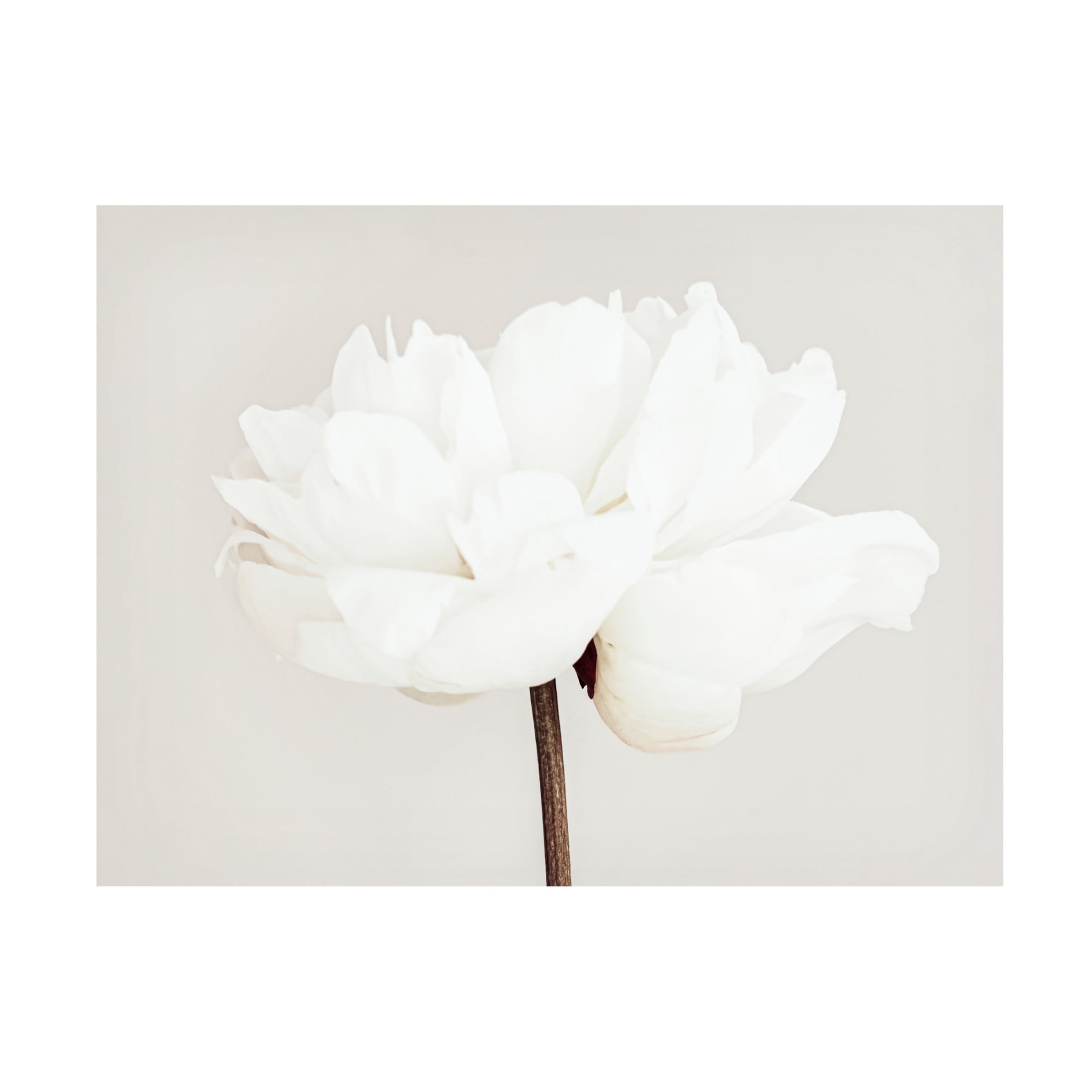 Pictufy Studio III 'Peony 11' Canvas Art - 24 x 18 Inches