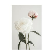 Pictufy Studio III 'Peony 12' Canvas Art - 12 x 19 Inches