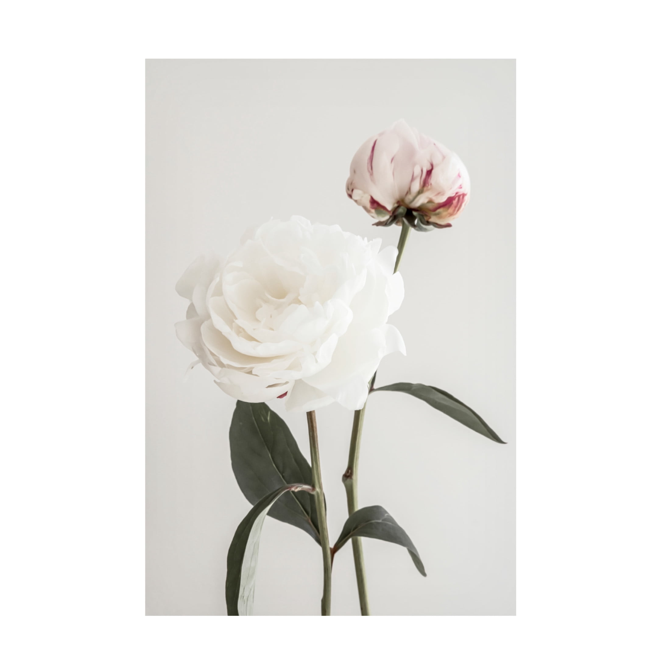 Pictufy Studio III 'Peony 12' Canvas Art - 16 x 24 Inches