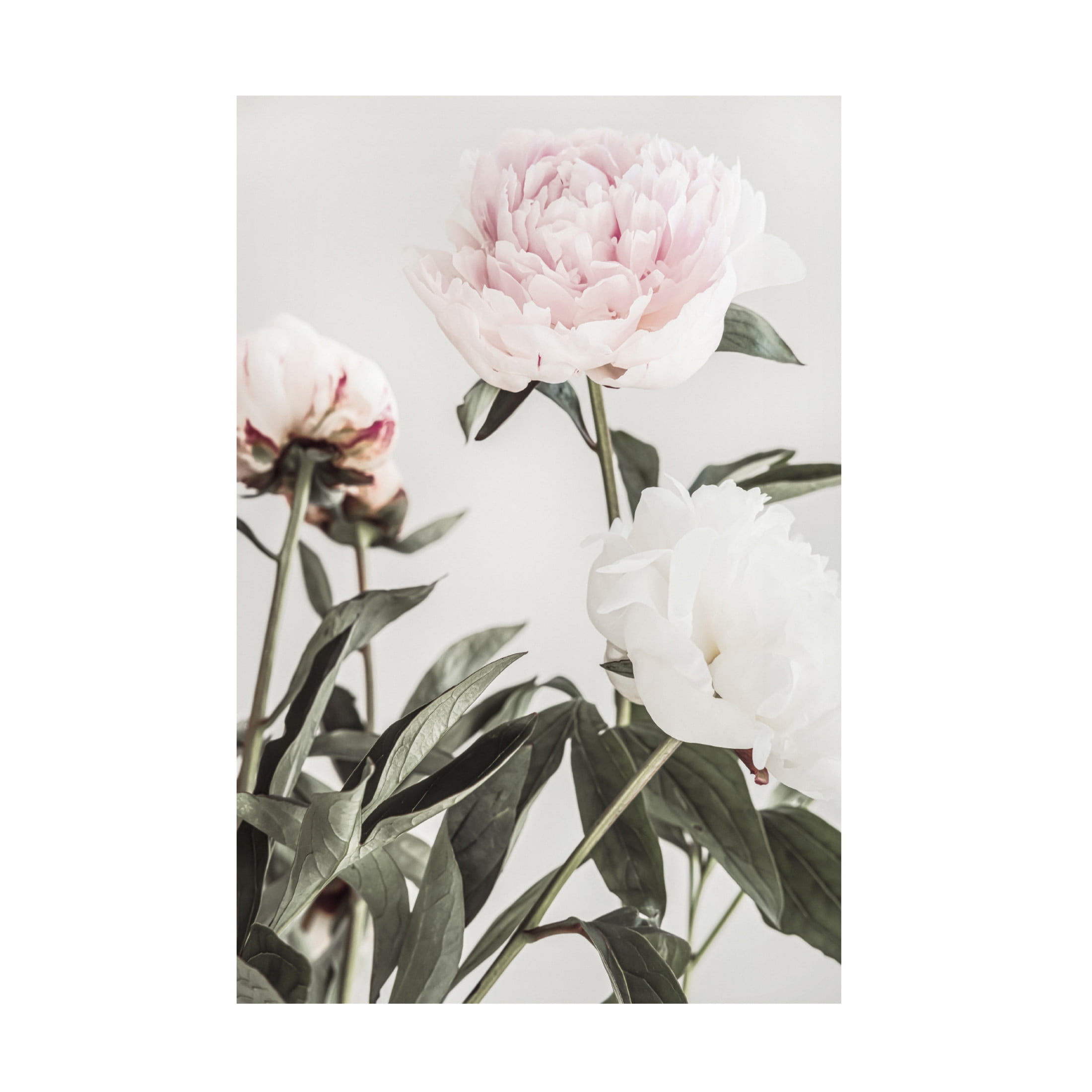 Pictufy Studio III 'Peony 4' Canvas Art - 22 x 32 Inches