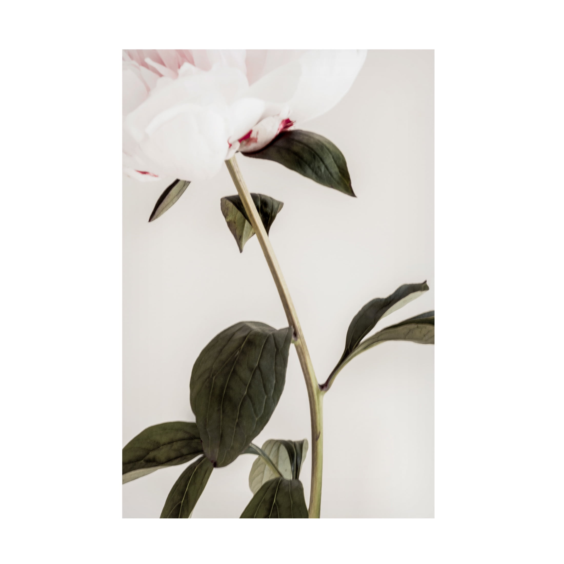 Pictufy Studio III 'Peony 9' Canvas Art - 16 x 24 Inches