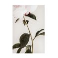 thumbnail image 1 of Pictufy Studio III 'Peony 9' Canvas Art - 22 x 32 Inches, 1 of 4
