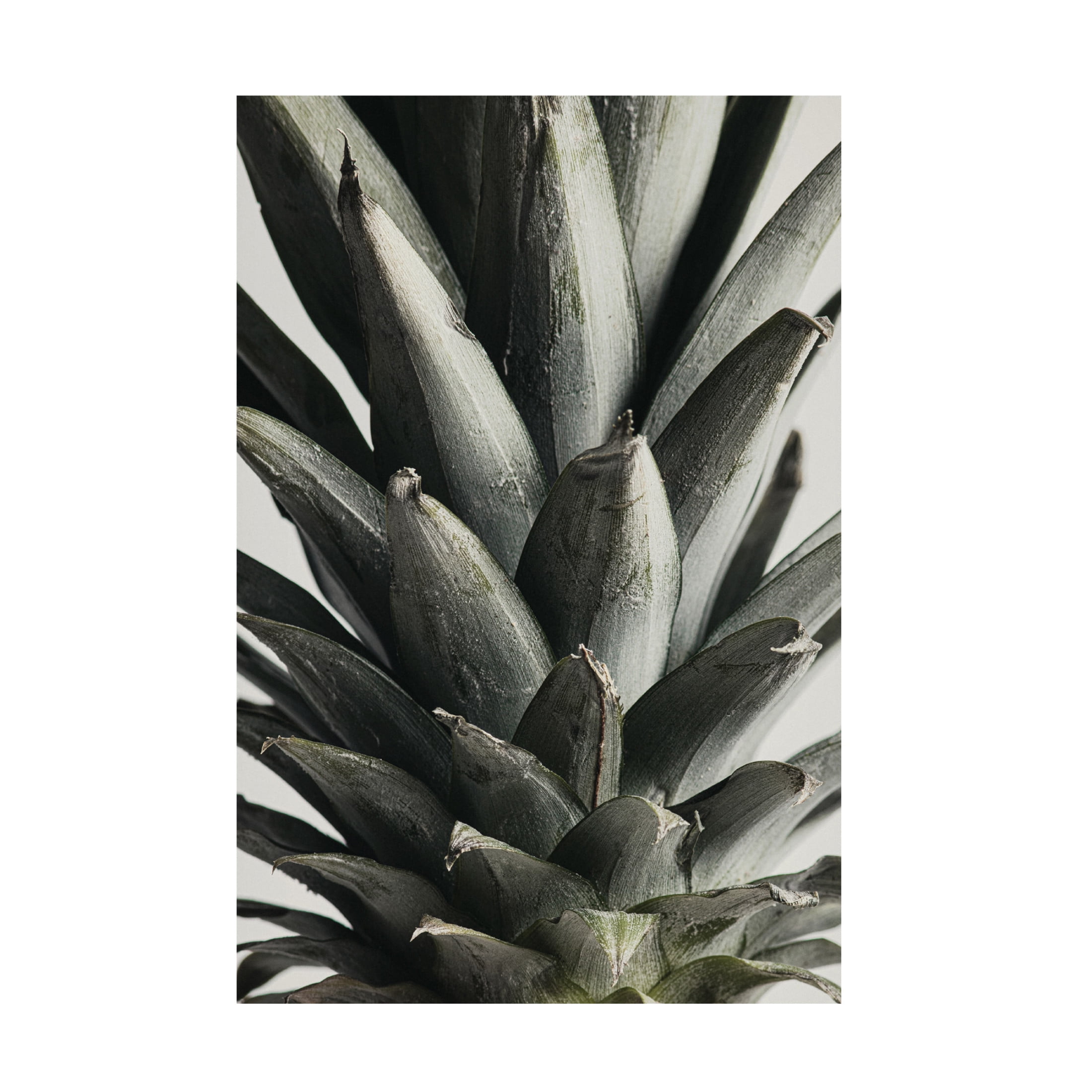 Pictufy Studio III 'Pineapple Close Up' Canvas Art - 22 x 32 Inches