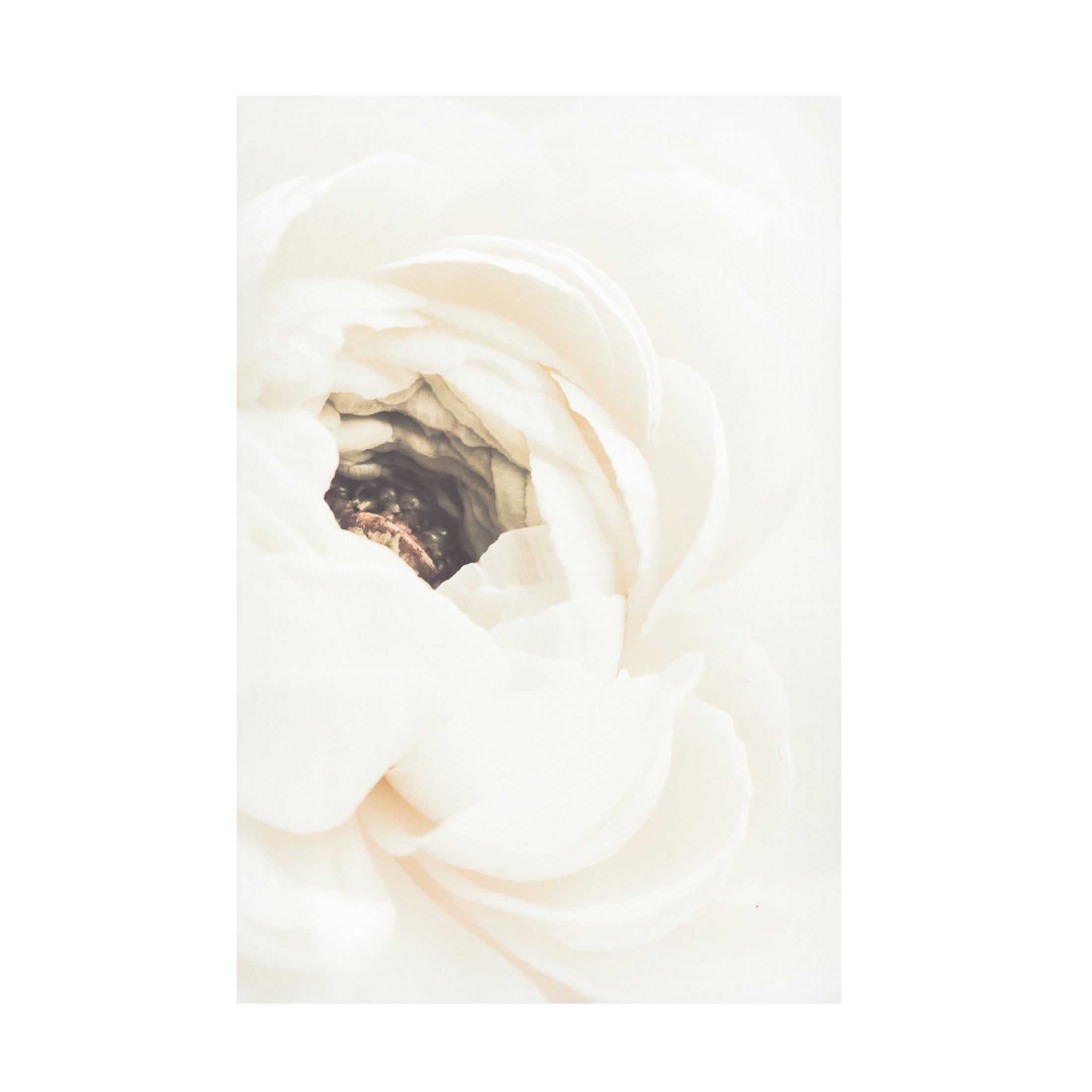 Pictufy Studio III 'White Flower 1' Canvas Art - 30 x 47 Inches
