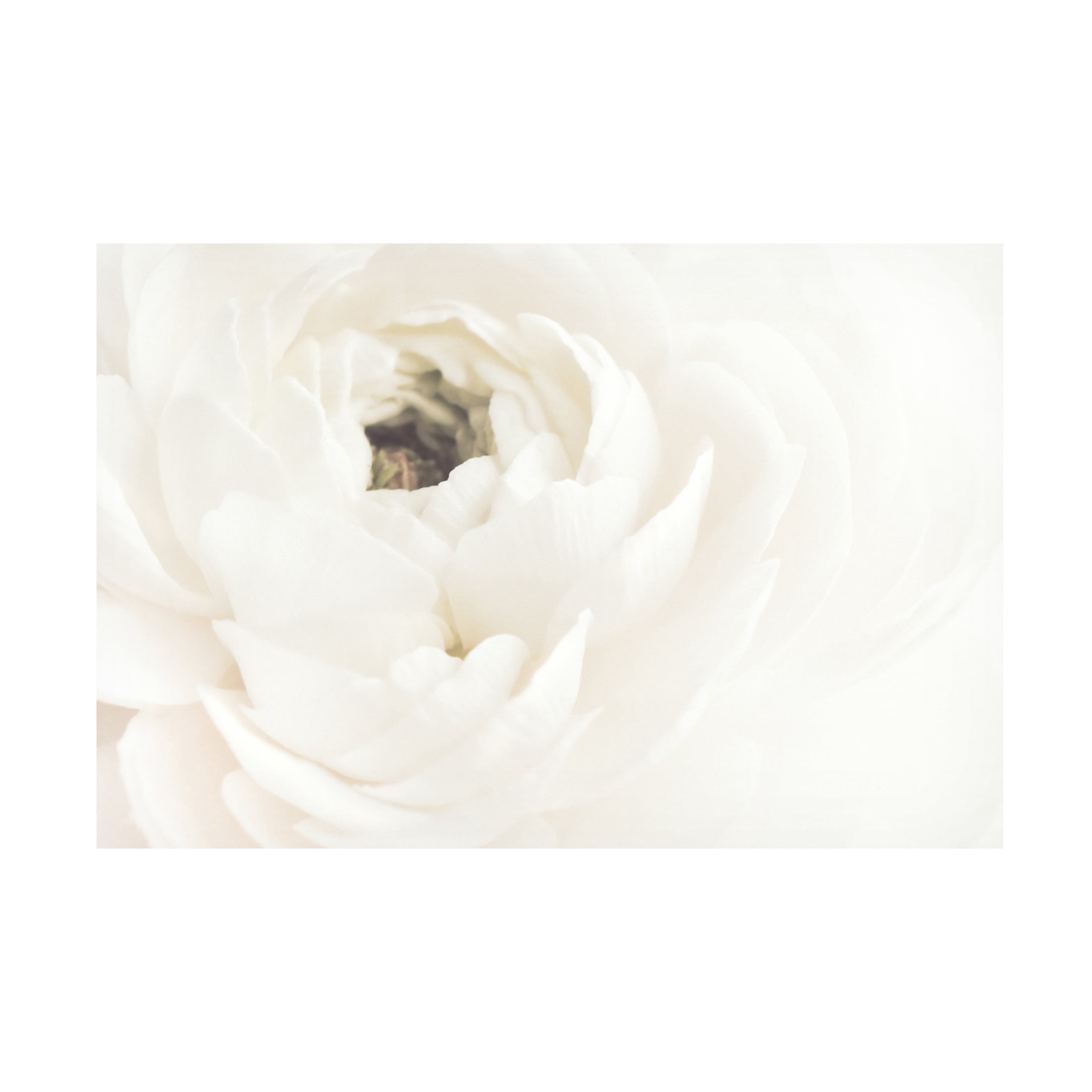 Pictufy Studio III 'White Flower 2' Canvas Art - 47 x 30 Inches