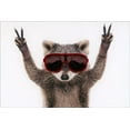thumbnail image 1 of Pictura Peace Raccoon Wearing Red Goggles Humorous / Funny Birthday Card, 1 of 2
