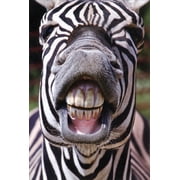 Pictura Zebra Showing Teeth Humorous / Funny Birthday Card