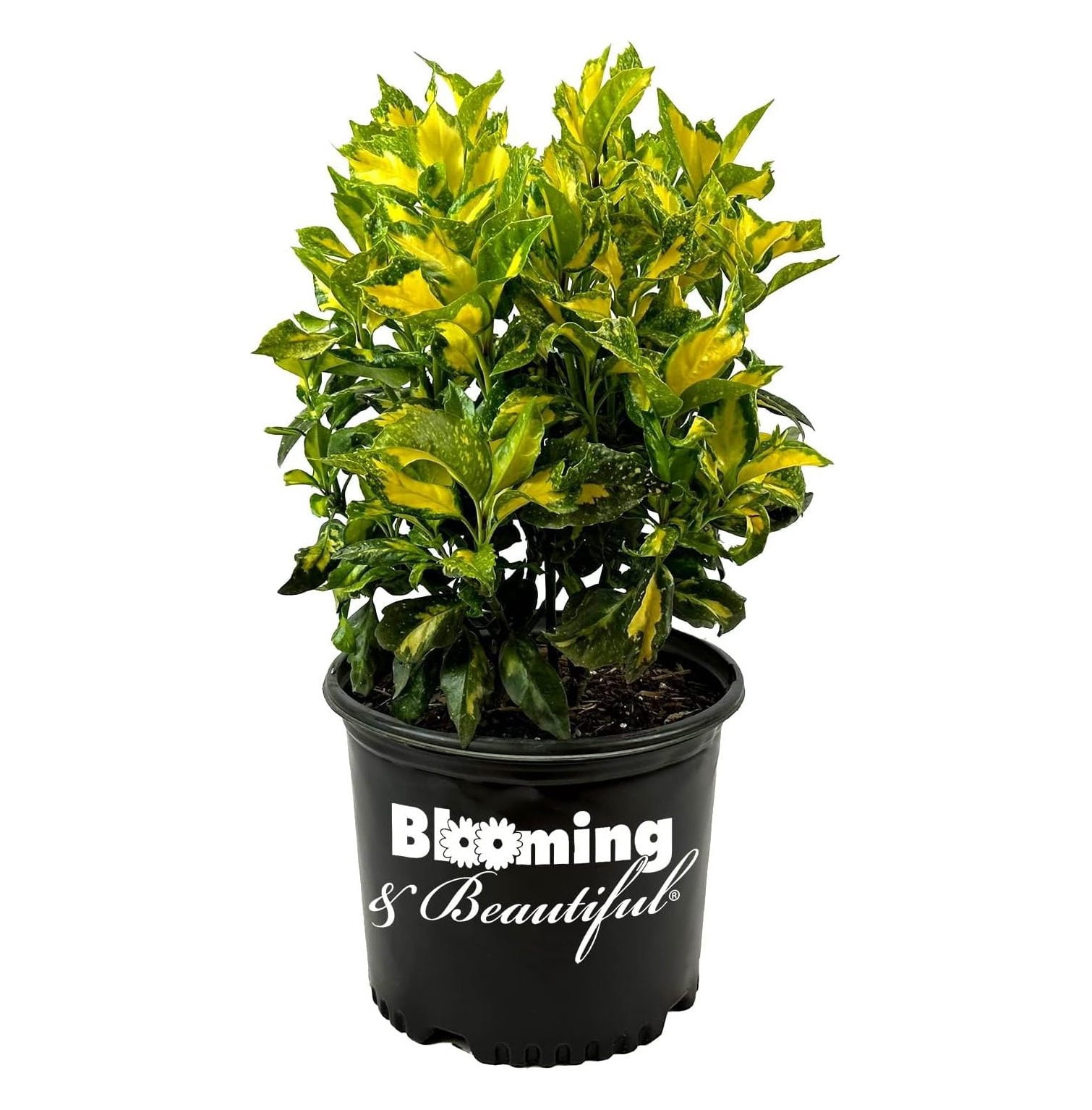 Picturata Aucuba 3 gal Outdoor Shade Plant Aucuba Japonica