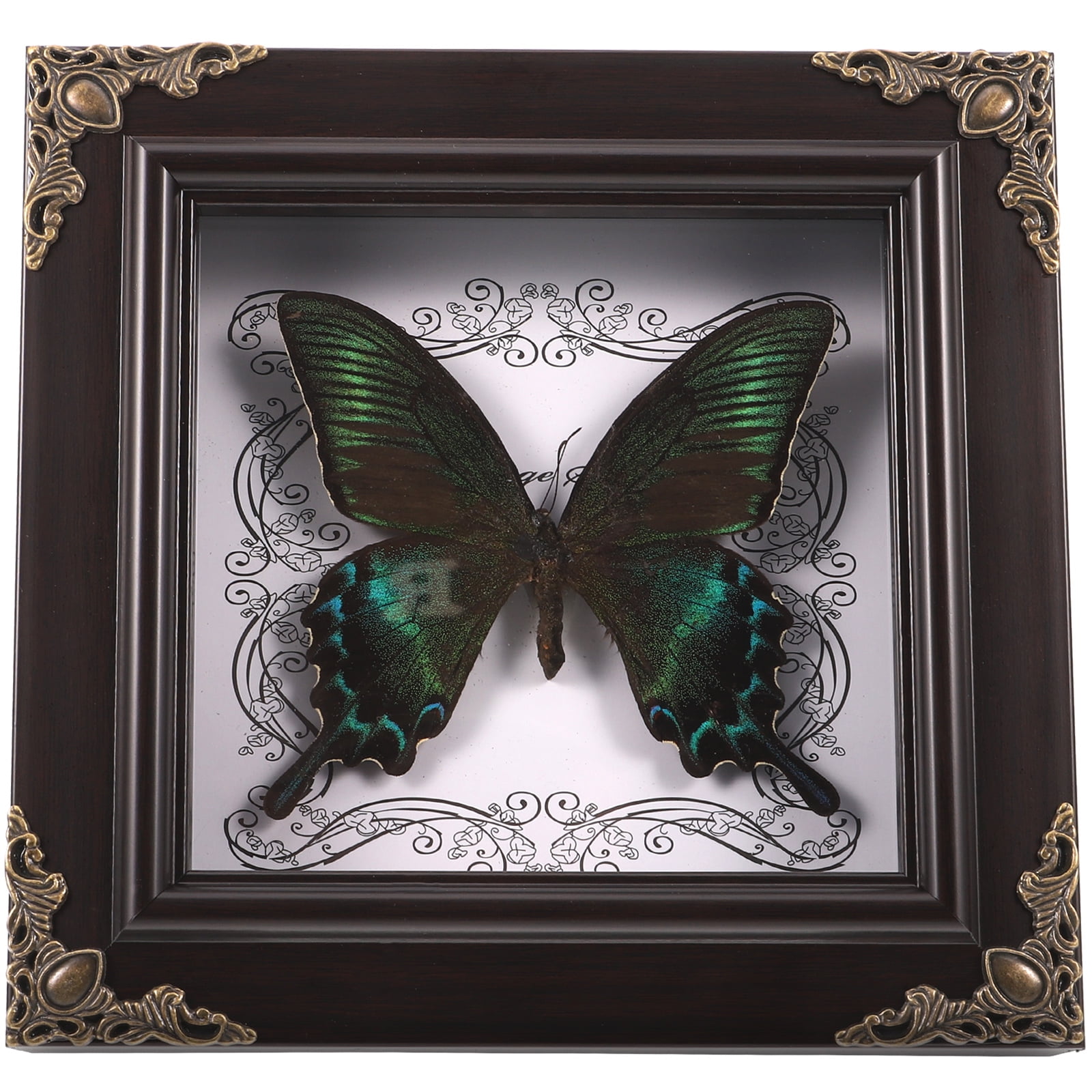 Picture Frames Butterfly Specimen Photo Collection Souvenir Display