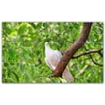 thumbnail image 1 of Picture-Tiles.com: Bird Ceramic Tile Wall Mural WAL500143-53S. 21.25"W x 12.75"H using (15) 4.25" x 4.25" Ceramic Tiles-Satin Finish, 1 of 3