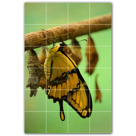 Picture-Tiles.com: Butterfly Ceramic Tile Wall Mural WAL500296-46M. 24"W x 36"H using (24) 6" x 6" Ceramic Tiles-Satin Finish