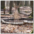 thumbnail image 1 of Picture-Tiles.com: Deer Ceramic Tile Wall Mural WAL500460-66S. 25.5"W x 25.5"H using (36) 4.25" x 4.25" Ceramic Tiles-Satin Finish, 1 of 3