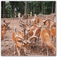 thumbnail image 1 of Picture-Tiles.com: Deer Ceramic Tile Wall Mural WAL500467-44M. 24"W x 24"H using (16) 6" x 6" Ceramic Tiles-Satin Finish, 1 of 3