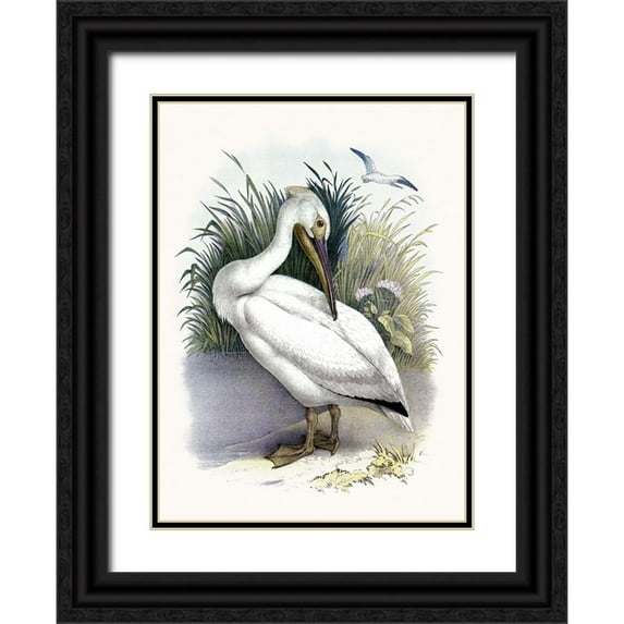 Piddix 24x32 Black Ornate Wood Framed with Double Matting Museum Art Print Titled - American White Pelican