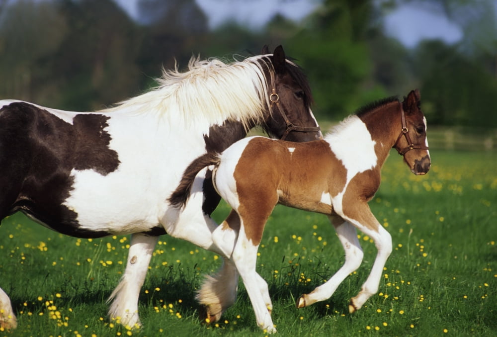 Piebald Mare And Foal Canvas Art - The Irish Image Collection Design Pics (18 x 12)