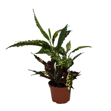 Piecrust Croton Plant - Codiaeum Piecrust/Mortimer - 6" Pot