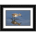 thumbnail image 1 of Pied Avocet chick foraging, Texel Noord-Holland, Netherlands 2x Matted 24x18 Black Ornate Framed Art Print by Woike, Martin, 1 of 2