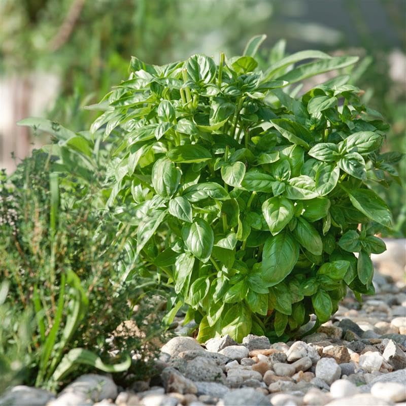 Piedmont AAS Basil Seed 4 Oz ~ 74,320 seeds Non-GMO Heirloom Seeds ...