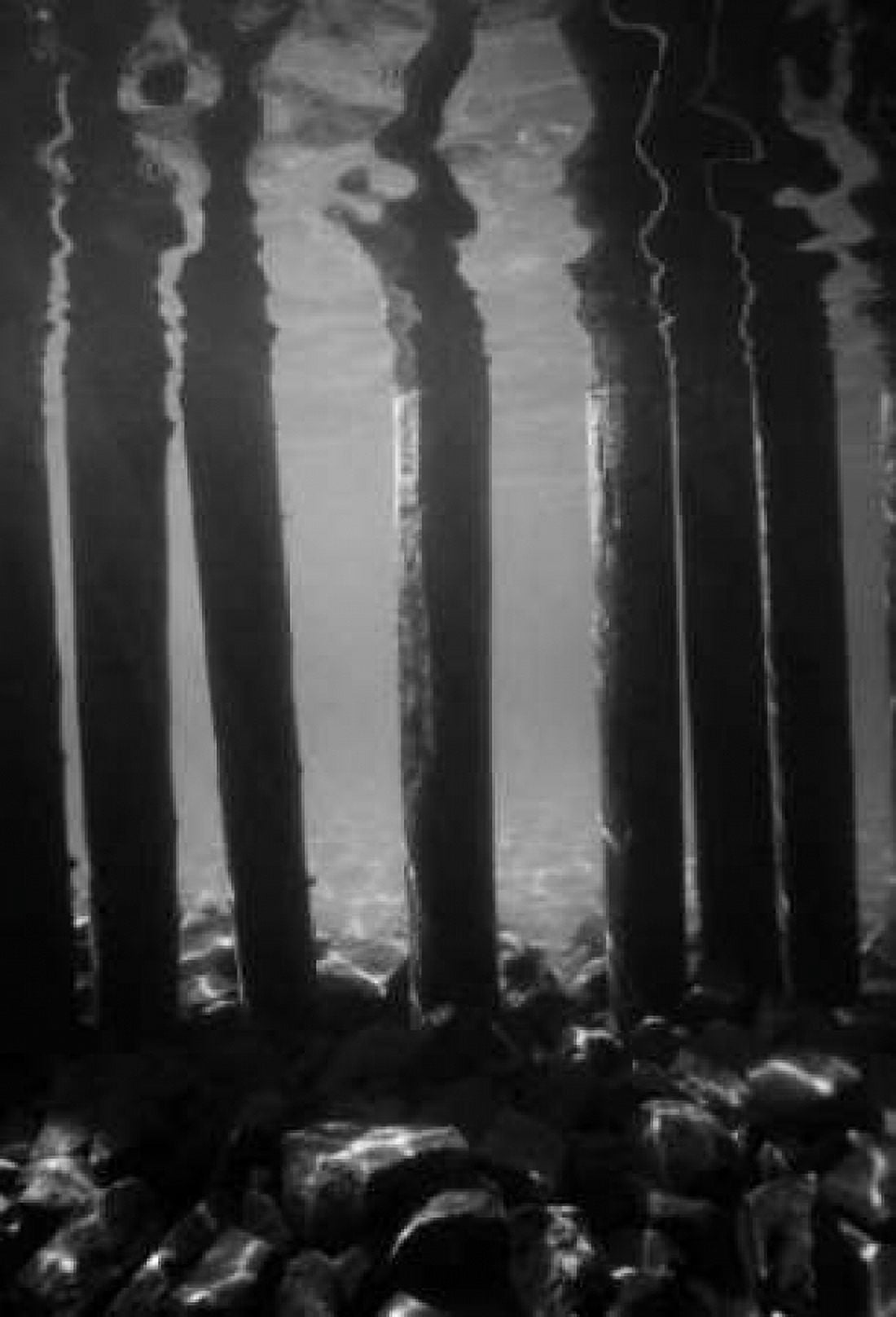 Pier Pilings V Canvas Art - Lee Peterson (12 x 18)