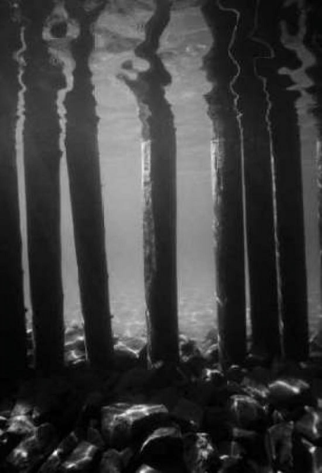 Pier Pilings V Canvas Art - Lee Peterson (24 x 36)