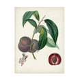 thumbnail image 1 of Pierre Antoine Poiteau 'Peche Cardinale' Canvas Art, 1 of 3