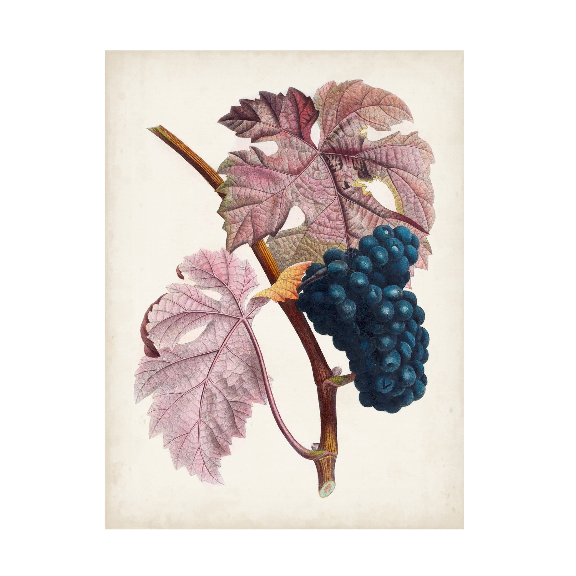 Pierre Antoine Poiteau 'Raisin de Ceinlurier' Canvas Art