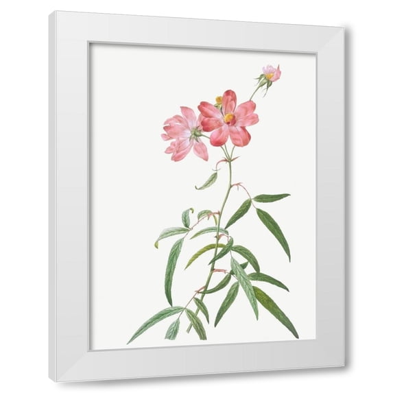 Pierre Joseph Redoute 4x14 White Modern Wood Framed Wall Art Titled - Peach Leafed Rose, Rosa longifolia