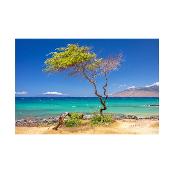 Pierre Leclerc Photography 'Maui Tree' Canvas Art