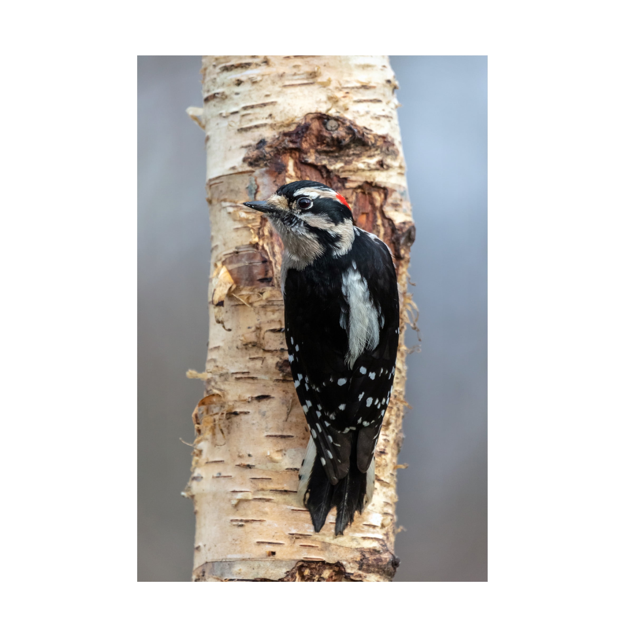 Pierre Leclerc Photography 'Woodpecker' Canvas Art