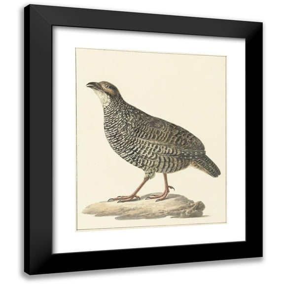 Pieter Pietersz. Barbiers 12x14 Black Modern Framed Museum Art Print Titled - Chinese Frankolijn (Excalfactoria Chinensis) (1759 - 1842)