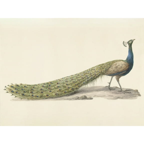 Pieter Pietersz Barbiers Blue Peacock Still Life Extra Large XL Wall Art Poster Print