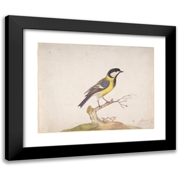 Pieter Withoos 14x12 Black Modern Framed Museum Art Print Titled - A Great Titmouse (Parus Major) Perched on a Branch (1670-93)