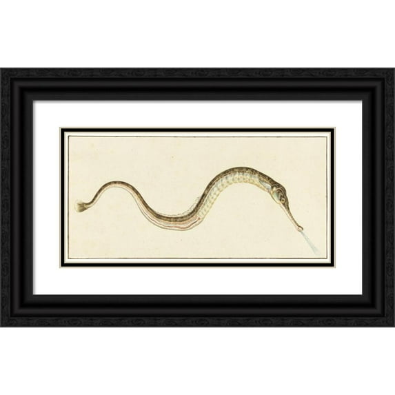 Pieter Withoos 14x9 Black Ornate Wood Framed Double Matted Museum Art Print Titled: Zeenaald (Syngnatus Pin) (1664 - 1693)