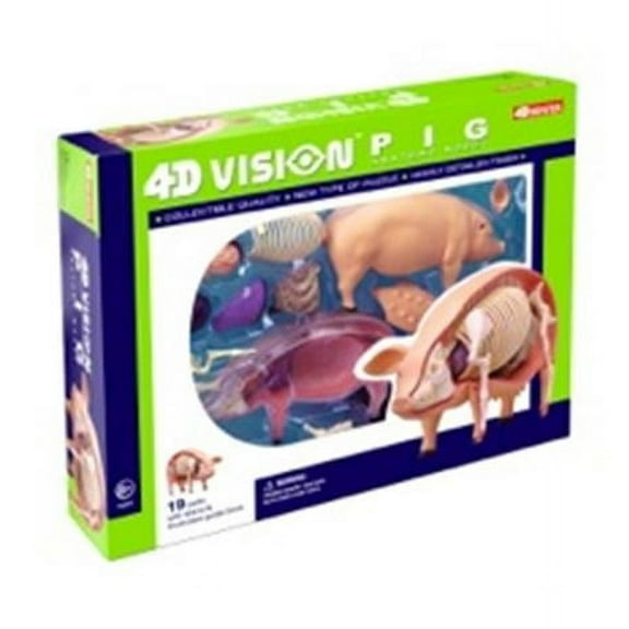Pig Anatomy Model