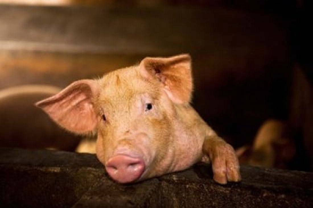 Pig Farm Bali Indonesia Canvas Art - Micah Wright DanitaDelimont (36 x 24)