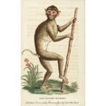 thumbnail image 1 of Pig Tailed Macaque, Macaca Nemestrina Poster Print By ® Florilegius Mary Evans (24 X 36), 1 of 3