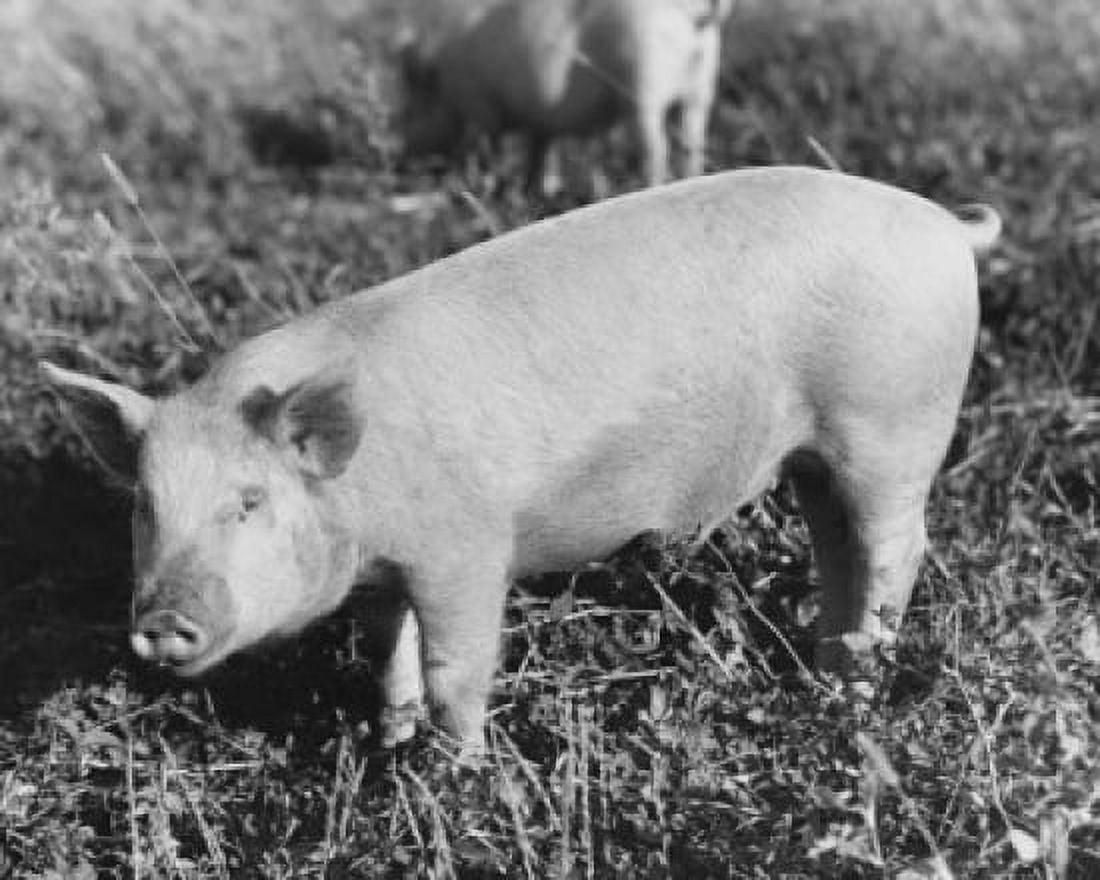Pig standing in a field (Sus Scrofa) Canvas Art - (18 x 24)