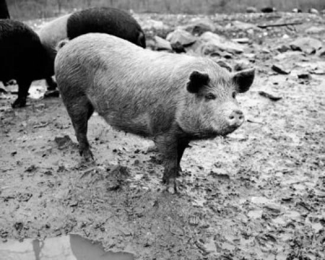 Pig standing in mud (Sus scrofa) Canvas Art - (18 x 24)