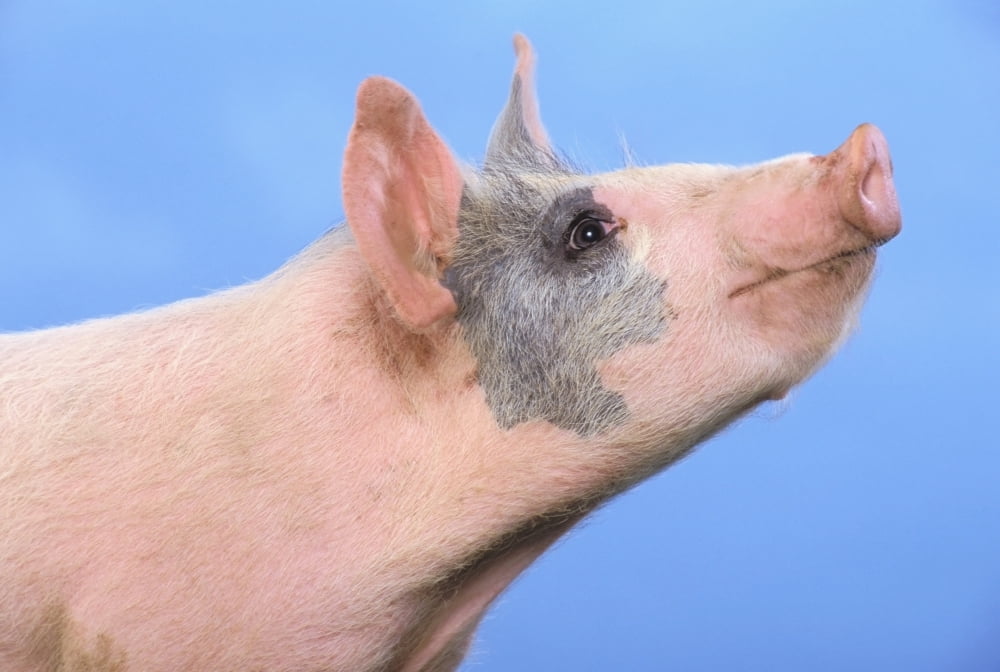 Pig with a blue backgroundBritish columbia canada Canvas Art - Thomas Kitchin & Victoria Hurst Design Pics (18 x 12)